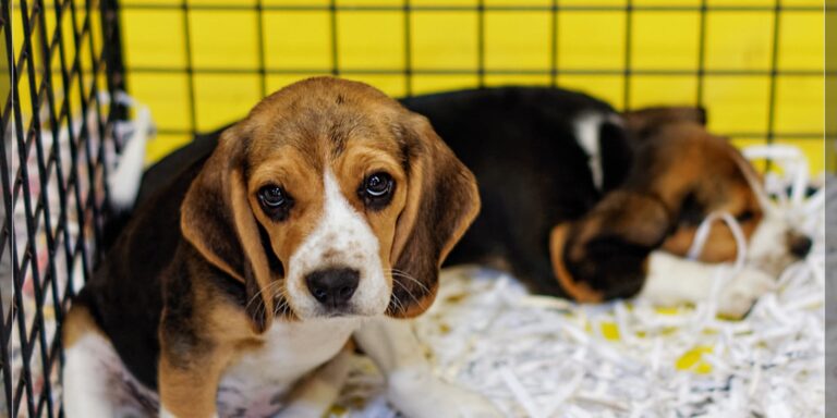 Astuces pour apprendre à son chien la propreté