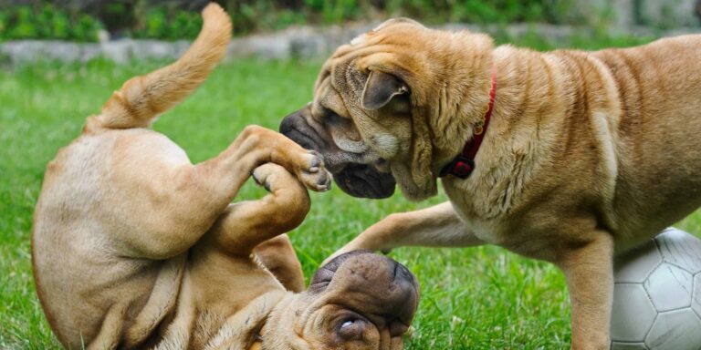 Comment socialiser votre chiot